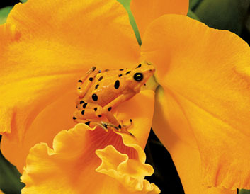 camouflage camouflage