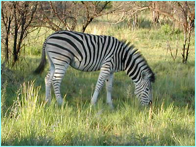 zebra zebra