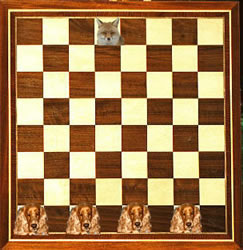 ratos-gatos ratos-gatos