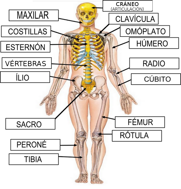 nombre de los huesos