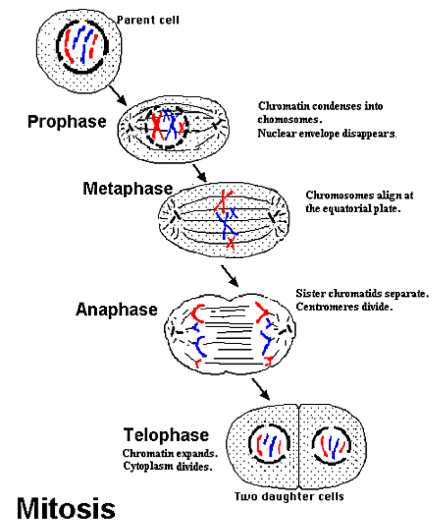 Imaxe mitose