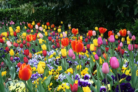 flores