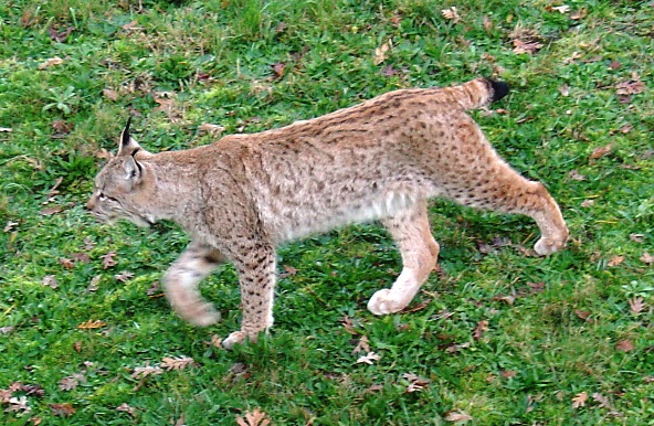 Lince europeo