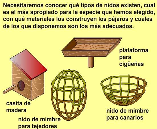 Análisis de antecedentes.Tipos de nidos.