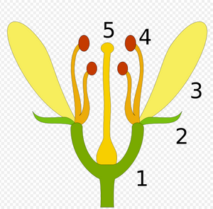 imaxe esquemática dunha flor