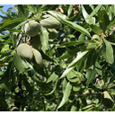 Amandes dans l’arbre.