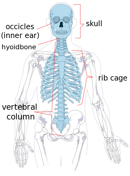 human skeleton
