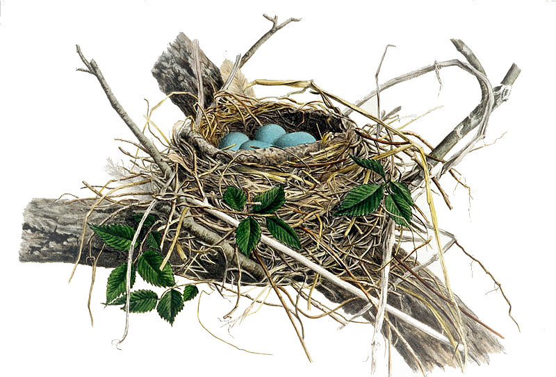 Nest