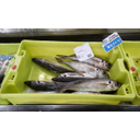 Pescado de venta al peso I