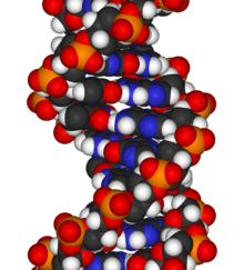 Un fragmento de ADN, la secuencia química que contiene instrucciones genéticas para el desarrollo biológico fundamental y su funcionamiento en los seres vivos.