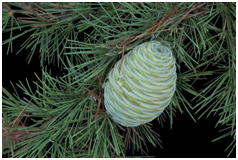 imaxe actividad 2 con codigo qr