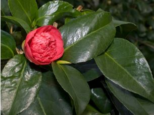 camelia japonica