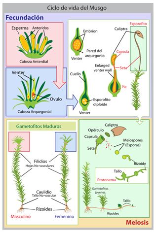 ciclo vida musgo