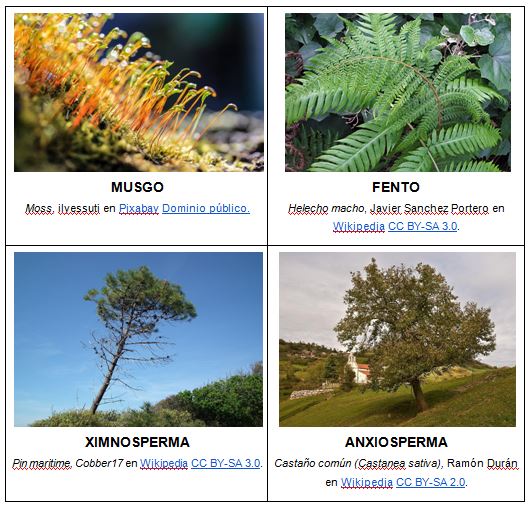 clasificacion plantas