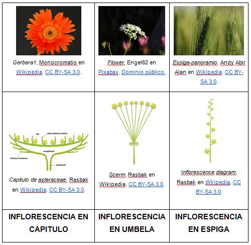 inflorescencia