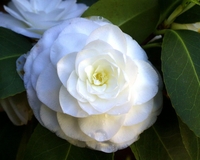 Flor de Camelia branca