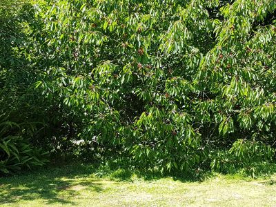 IMG-20170618-WA0074.jpg