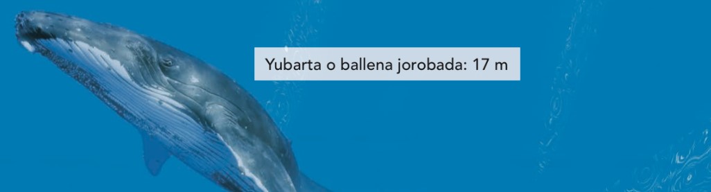 Medidas
