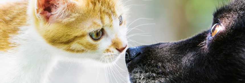 Respecta os animais