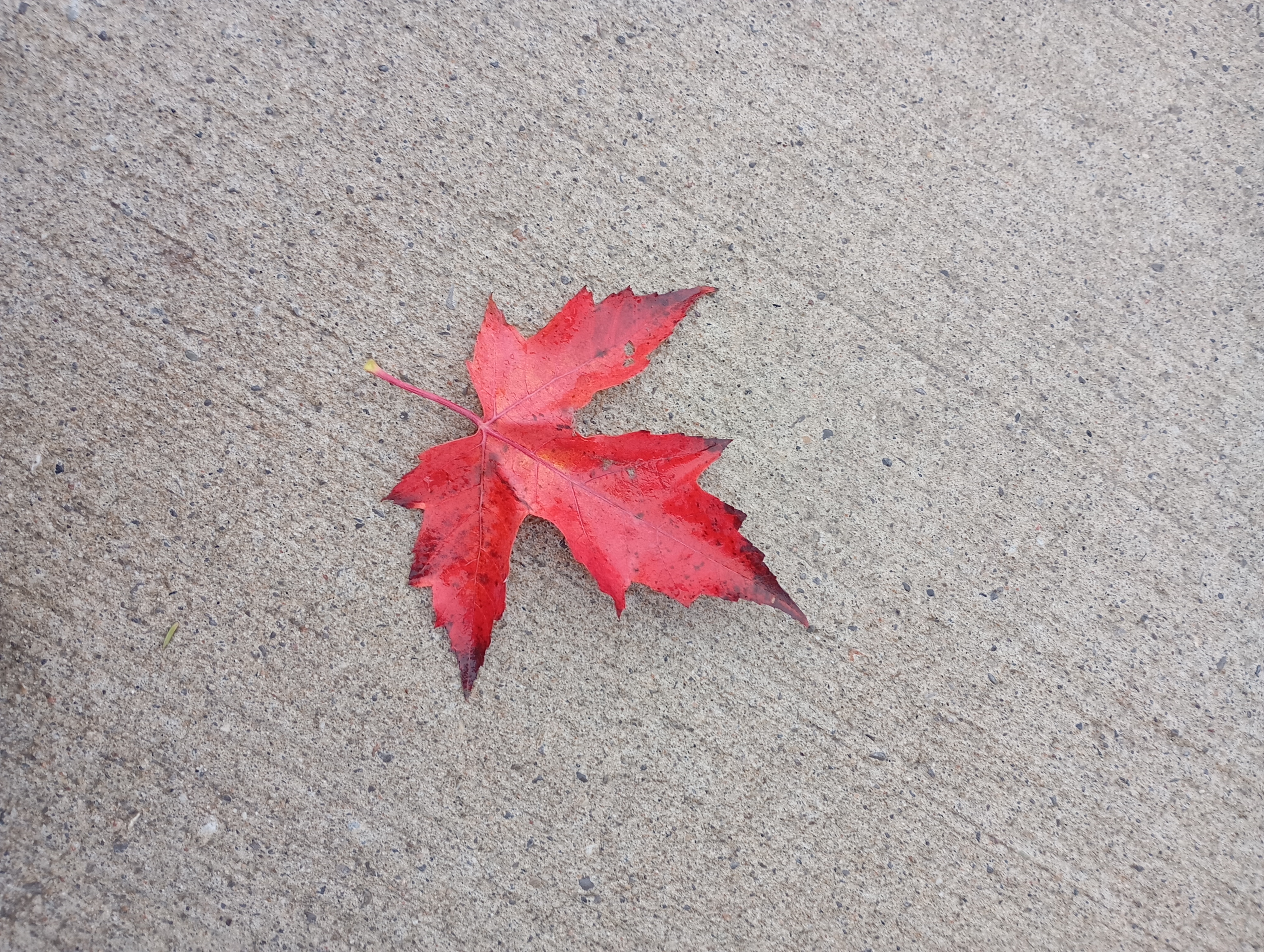 Maple leaf 