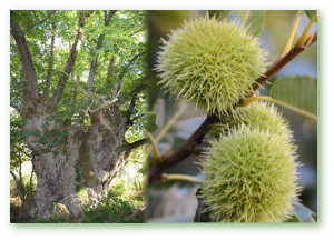 Castiñeiro e castañas