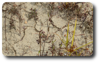 Contaminación do solo