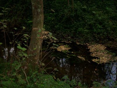 ollando-a-natureza-.jpg