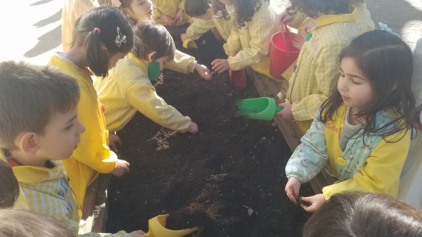 plantando_allos_28529.jpg