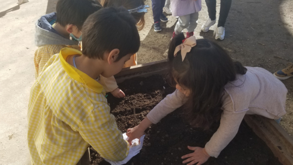 plantando_allos_28729~1.jpg