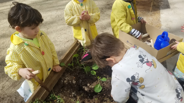 plantando_pirixel-ourego_28229~0.jpg