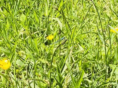 IMG_9106.jpeg