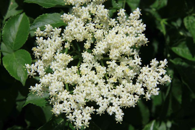 Flor de sabugueiro. Flor grande, branca, con pequenas inflorescencias.