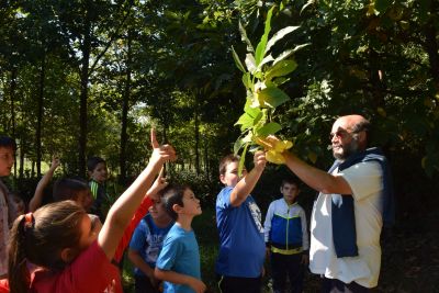 Distinguimos os castiñeiros
