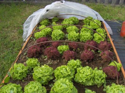 A nosa horta. Xa temos as leitugas
