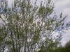 DSCN2231.JPG