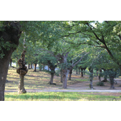 Carballeira de Francos