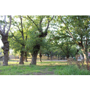 Carballeira de Francos