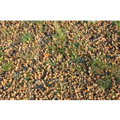 Landras na carballeira