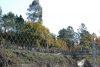 camiño_111.jpg
