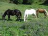 DSC04350.jpg