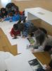 IMG_3833_365x487.JPG