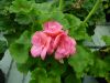 P1140708_800x600.jpg