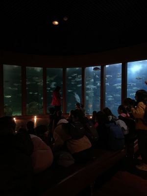 Excursión 5º e 6º EP A Coruña
O alumnado de 5º e 6º curso de EP foron de excursión á cidade de A Coruña. Visitaron o Museo Domus, o Aquarium Finisterrae e a Casa das Ciencias. 
Palabras chave: Excursión Coruña