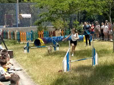 Demostración de Agility cós adiestradores caninos de DivertiCans
Os adiestradores caninos do centro deportivo canino DivertiCans viñeron ao cole a facer unha demostración de agility, foi espectacular!

