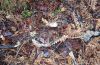 Actividade_EI_056_12-18-2013.jpg