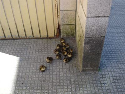 A mamá parrula decidiu traer á escola aos seus parruliños.
