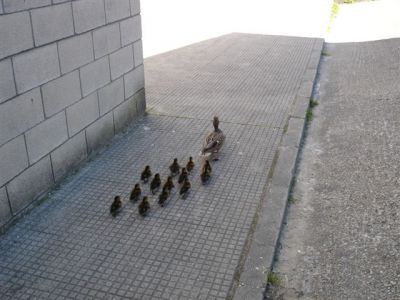 Ensinoulles as instalacións...
