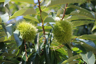 Anexo 15642612829_8842ea087b_n.jpgcastineiro