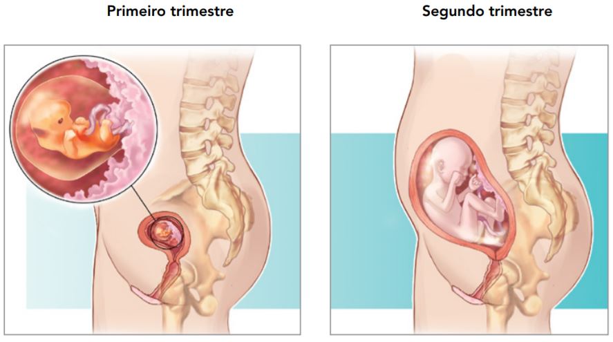 embarazo 1 e 2 trimestre