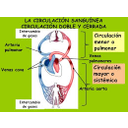 Circulación pulmonar e xeral
